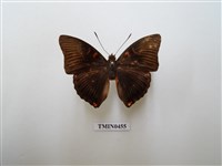 藏品(紅玉翠蛺蝶)的圖片